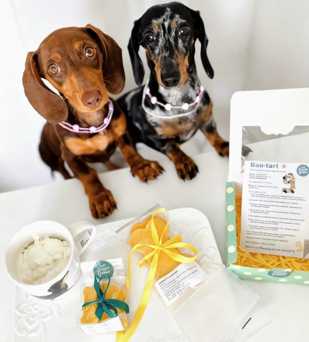 Labrador con torta di compleanno Zampe Golose